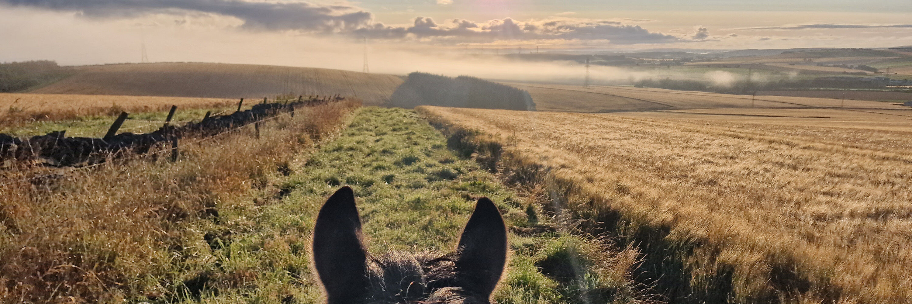 Horse banner