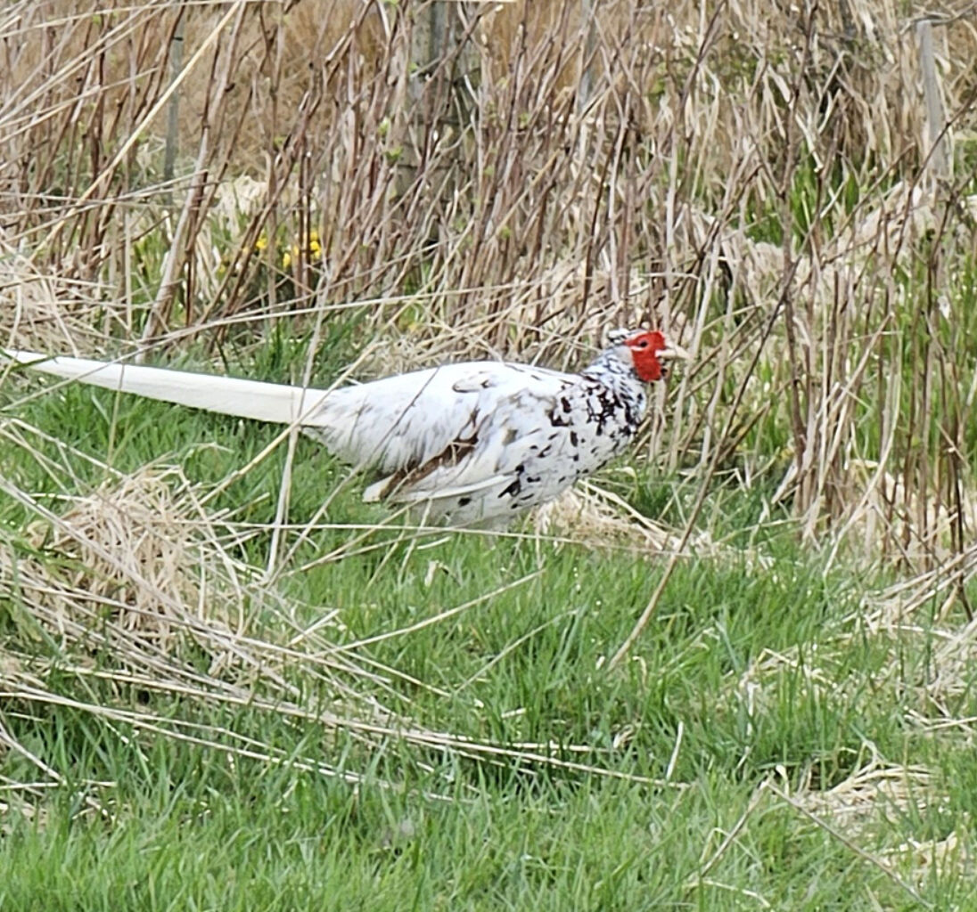 A white pheasant with a red head stood on grass