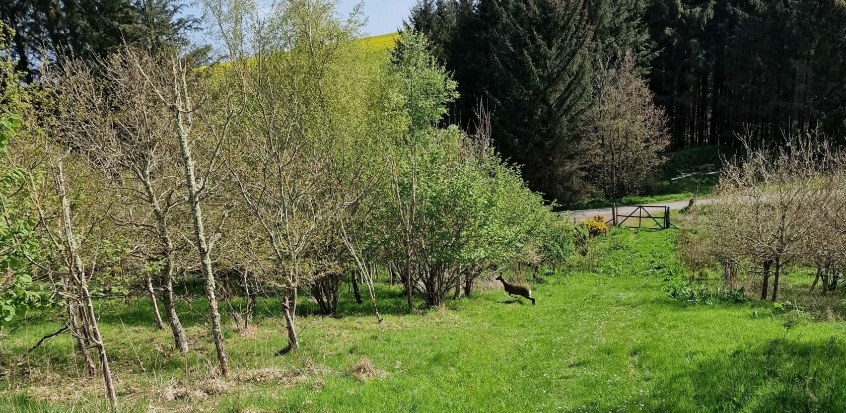 A roe deer crossing a grass track in native woodland