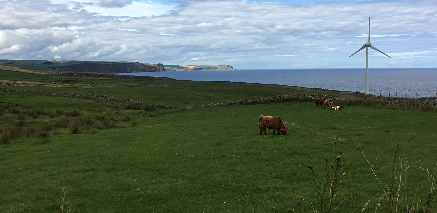 Highland cows grazing in a field near the coast