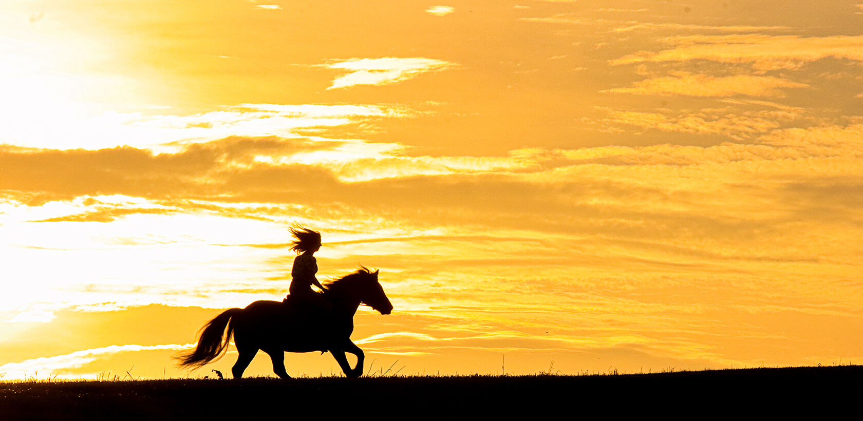 Highland pony cantering along horizon with sunset in background