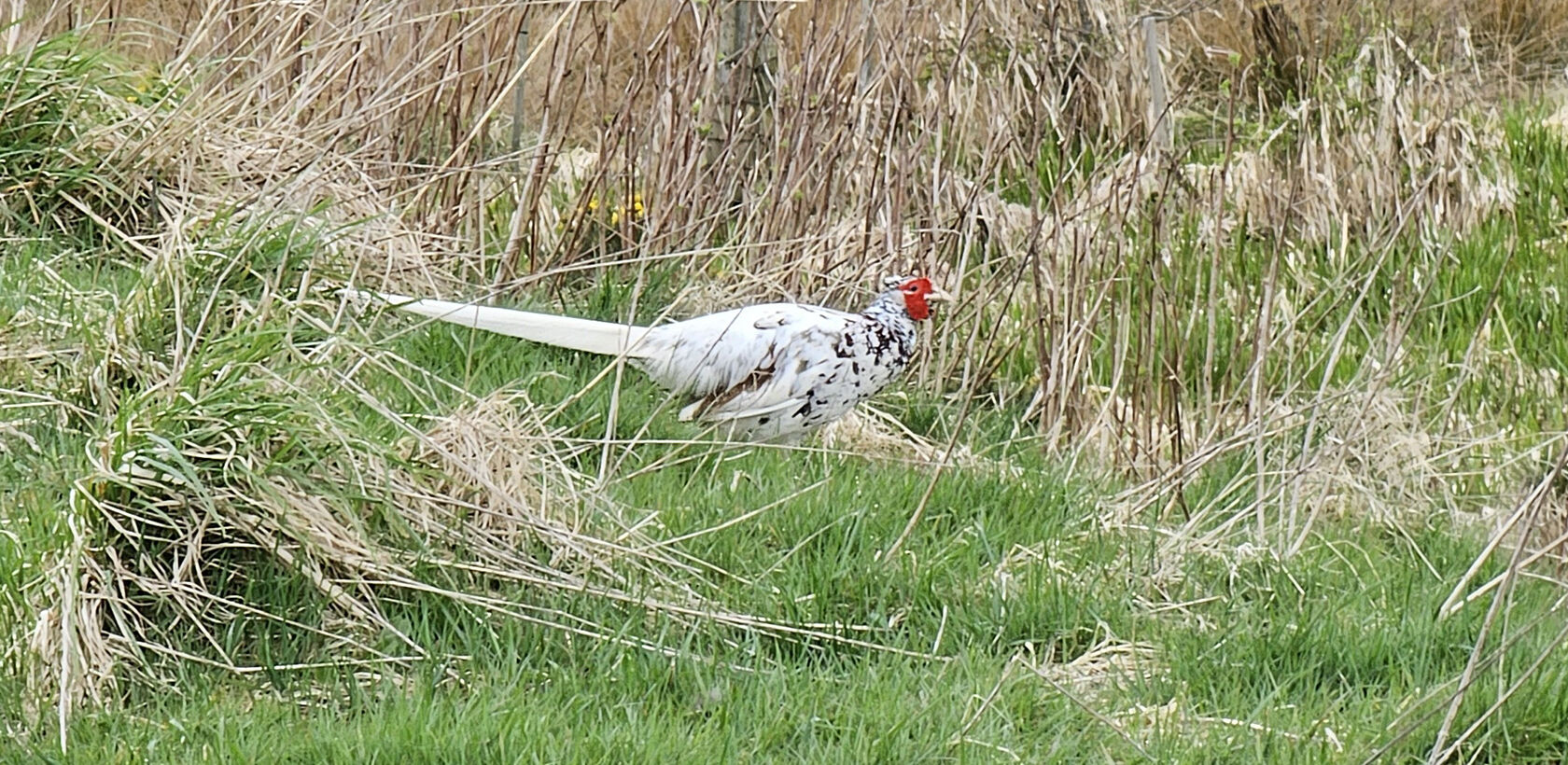 A white pheasant with a red head stood on grass